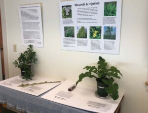 Lincoln Library exhibit highlights history, power of plants