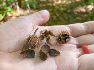 Acorns abundant in some areas, beechnut production excellent in most of Vermont