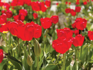 Planting bulbs for spring flowers