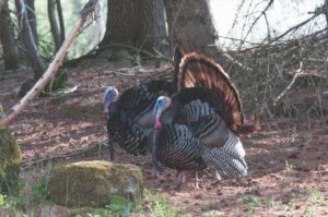 The turkey on your table descended from turkeys in the wild