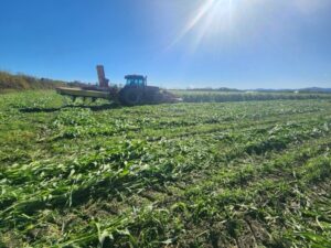 Some farms growing drought-tolerant crop
