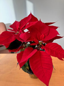 Think before you give plants this holiday