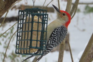 December is the start of bird feeding season