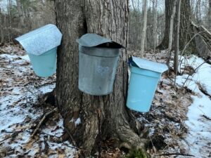 Tap into business opportunities in your woods