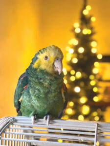Meet BB the birdie