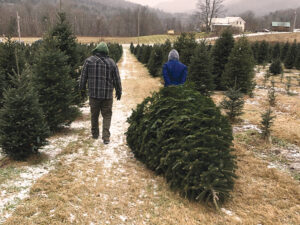 Oh, Christmas trees!