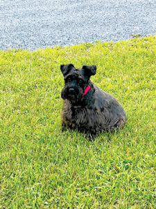 In Memory: Lexi