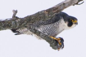 Over 12,000 birds identified during Christmas bird count