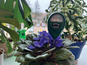 Houseplant care during the winter
