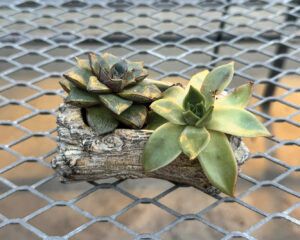 Ask a Master Gardener: All about building a dish garden