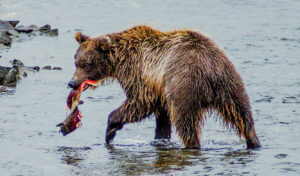 Wild Encounters: Dickersons exhibit the natural world