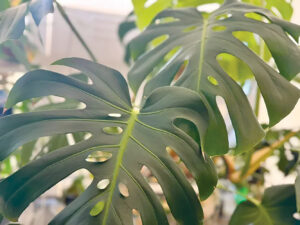 Fight the winter blues with plants