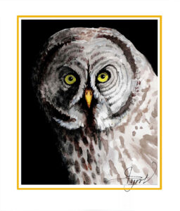 Phantoms of the North: Great Gray Owls