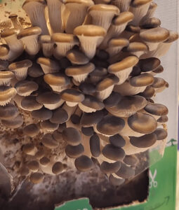 Ask a Master Gardener how to grow gourmet mushrooms at home