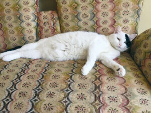 Meet Rosa the Pet of the Week!
