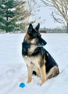 Say hello to Stella the Pet of the Week!