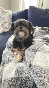 Say hello to Lulu the Pet of the Week!