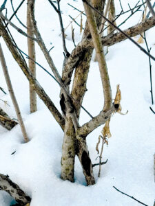 Ask A Master Gardener: Late Winter Pruning