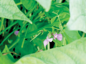Ask A Master Gardener: Spring Cover Crops For The Vegetable Garden