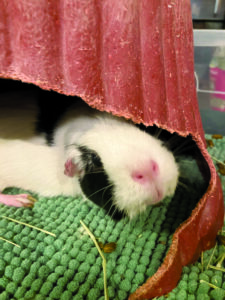 Say hello to Elain the Pet of the Week!
