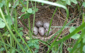 Grazing pastures offer opportunities for bird conservation