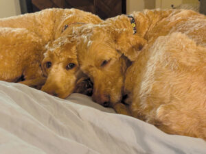 Say hello to Tillie and Roo the Pets of the Week!