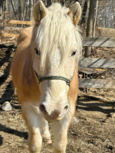 Meet Milo the Pet of the Week!