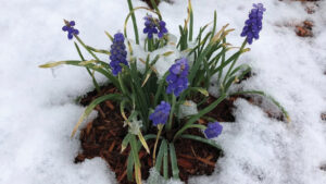 Ask A Master Gardener: Getting Ready For Spring In The Garden