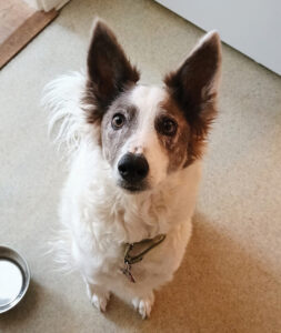 Meet Milo the Pet of the Week!