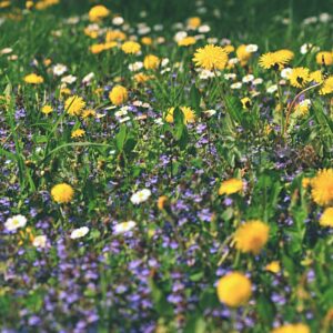 Spring wildflower walk on Mount Independence