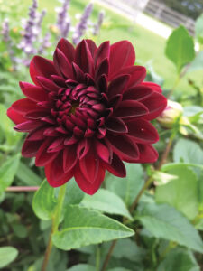 Ask a Master Gardener: Plant spring bulbs for summer flowers