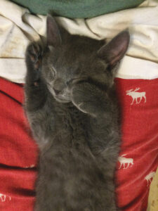 Say hi to Sylva the Pet of the Week!