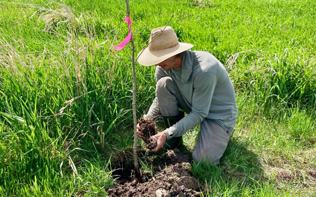 River Watch seeks volunteers to plant trees in Weybridge