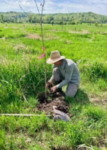River Watch seeks volunteers to plant trees in Weybridge