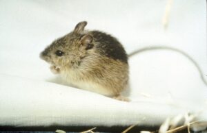 The Outside Story: Spring’s Late Riser: The Meadow Jumping Mouse