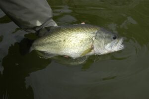 Vermont’s catch-and-release bass fishing is underway