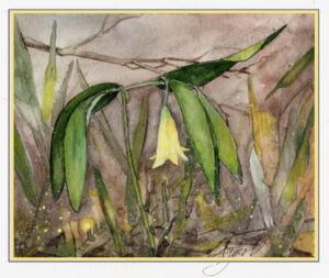 Wild oats: a bashful bellwort for spring