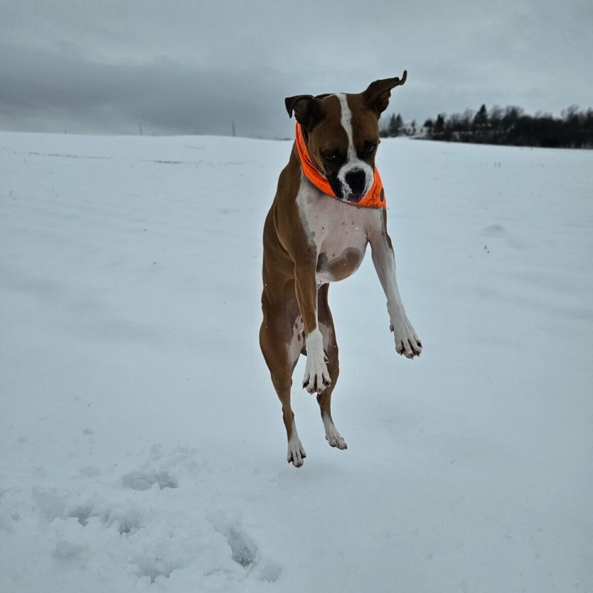 Action Shot