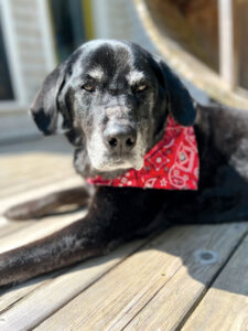 Hi, I’m Olive the Pet of the Week!