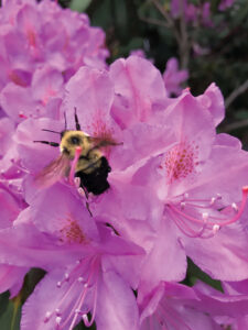 Ask a Master Gardener: All about Azaleas and Rhododendrons