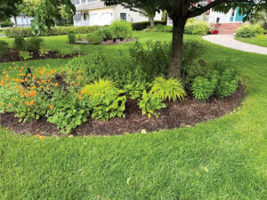 Ask a Master Gardener: Tips for Planting Under Trees