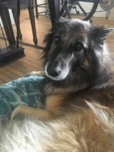 Congrats to Cordie, the Pet of the Week!