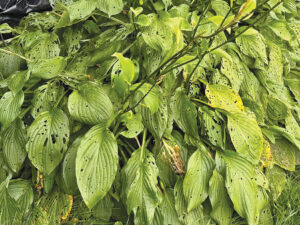 Ask A Master Gardener: Tips to combat slugs