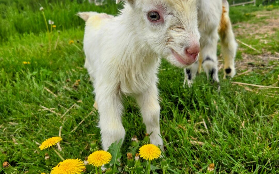 Goat farmers have place in Vermont agriculture