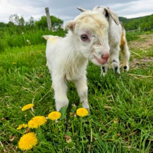 Goat farmers have place in Vermont agriculture