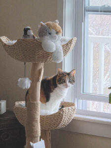 Say hi to Samantha the Pet of the Week!