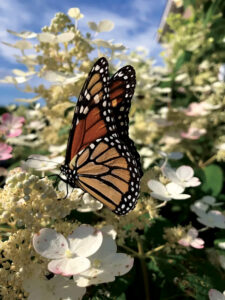 Ask A Master Gardener: Growing great hydrangeas