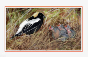 The Outside Story: The grassland bird in a reverse tuxedo