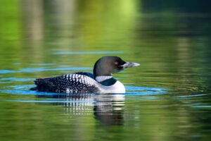Protect nesting loons and loon chicks