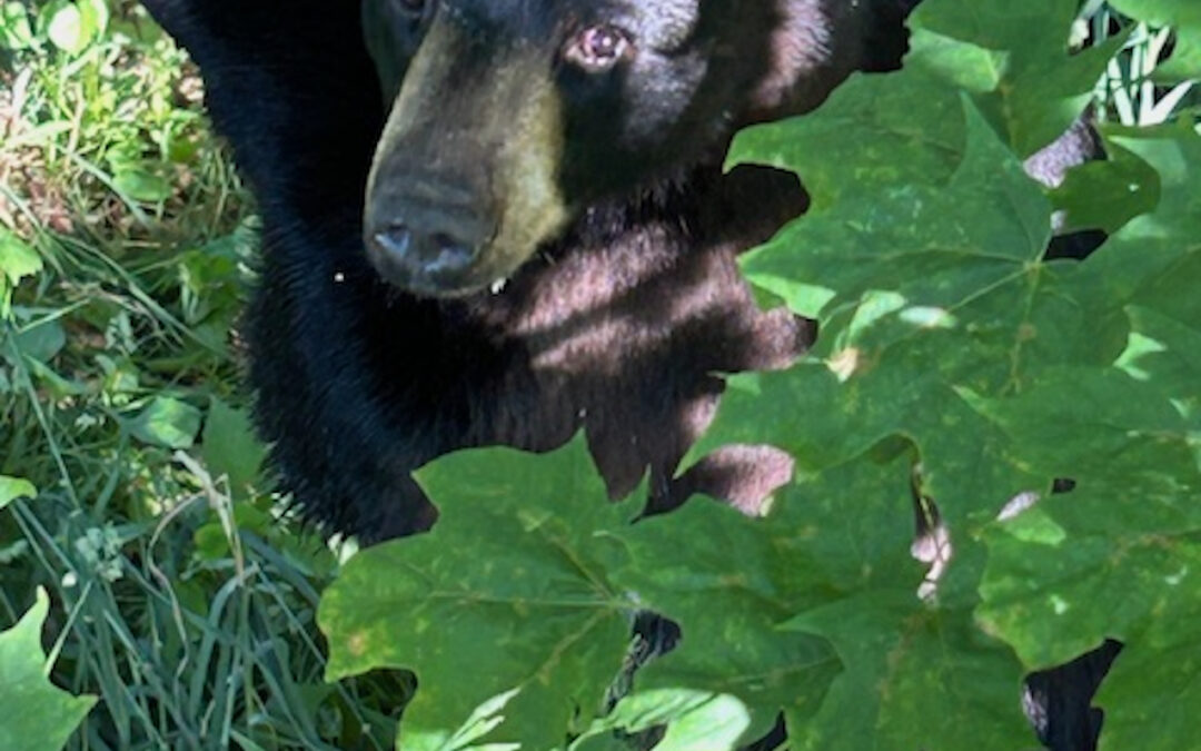 To combat bear visits to residential areas, neighbors have begun working together.